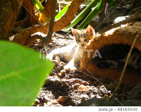 木陰に隠れている子猫 木陰に隠れている子猫 88163030