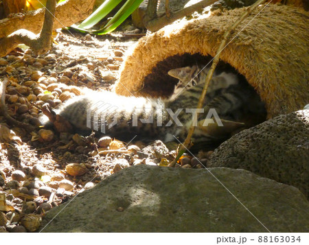 戯れ合う猫 戯れ合う猫 88163034
