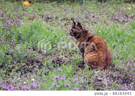 畑に座り込むサビ猫 88163045