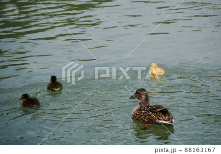 Mama duck and her ducklings swimming in the lake Mama duck and her ducklings swimming in the lake 88163167