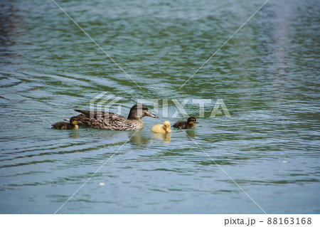 Mama duck and her ducklings swimming in the lake 88163168