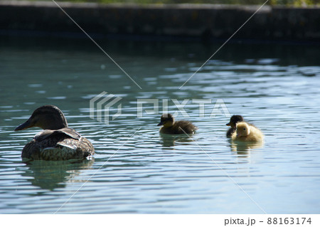 Mama duck and her ducklings swimming in the lake 88163174