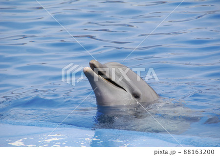Friendly dolphin smiling at the world, 88163200
