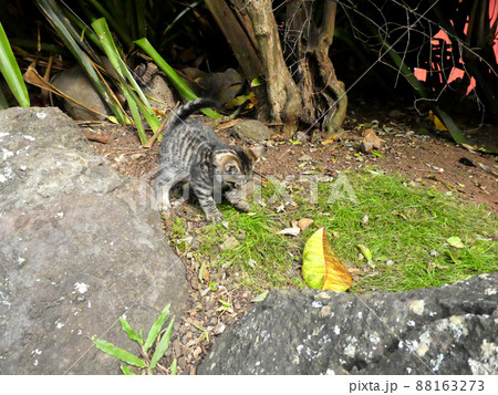 一匹で遊んでいる野生の子猫 一匹で遊んでいる野生の子猫 88163273