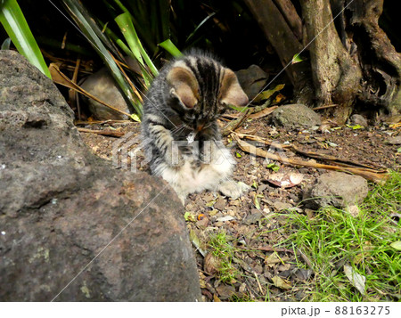 一匹で遊んでいる野生の子猫 一匹で遊んでいる野生の子猫 88163275