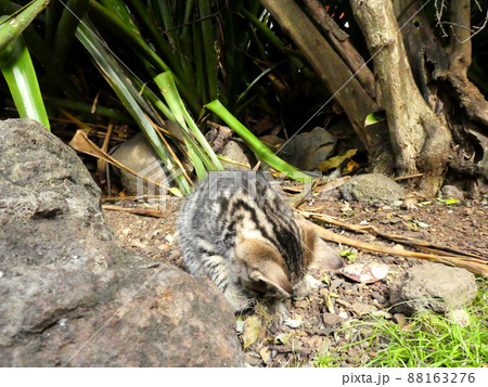 一匹で遊んでいる野生の子猫 一匹で遊んでいる野生の子猫 88163276