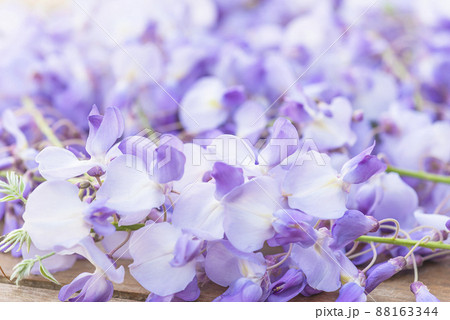 Close up for purple wisteria in bloom 88163344