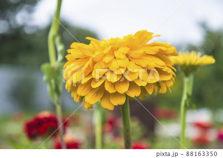 Close up for yellow zinnia flower in the summer garden Close up for yellow zinnia flower in the summer garden 88163350