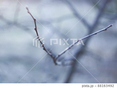 The first spring green buds and leaves on tree branches. 88163492