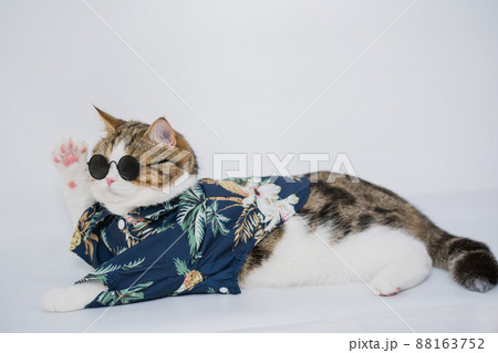 songkran and summer season concept with scottish cat wearing summer cloth and sunglasses on white background songkran and summer season concept with scottish cat wearing summer cloth and sunglasses on white background 88163752