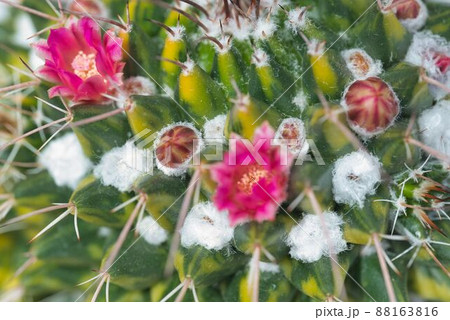 カラフルなサボテンの花 カラフルなサボテンの花 88163816