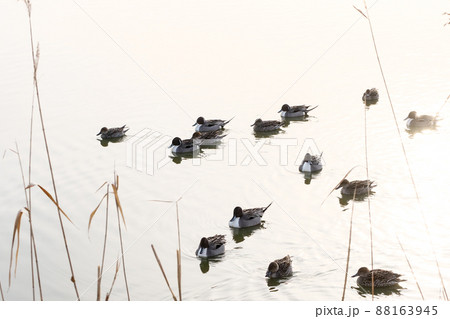 風景 生物、野鳥、写真 宮城県沼間沼オナガドリモチーフの水鳥 風景 生物、野鳥、写真 宮城県沼間沼オナガドリモチーフの水鳥 88163945