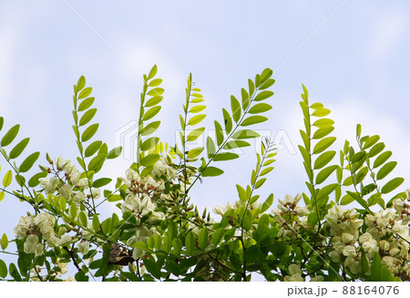 White acacia tree blooming flowers at spring. 88164076