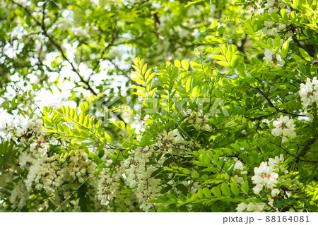 White acacia tree blooming flowers at spring. 88164081