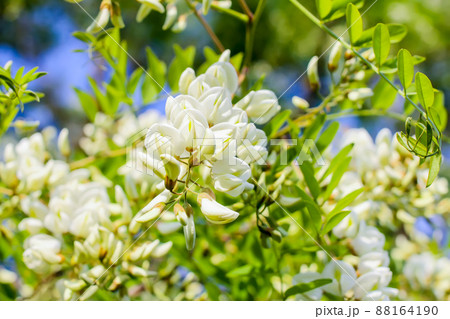White acacia tree blooming flowers at spring. White acacia tree blooming flowers at spring. 88164190