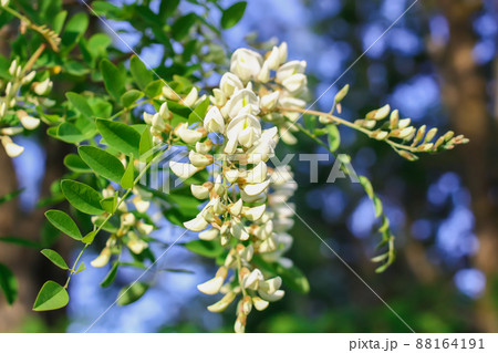 White acacia tree blooming flowers at spring. 88164191