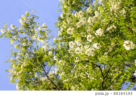 White acacia tree blooming flowers at spring. 88164193