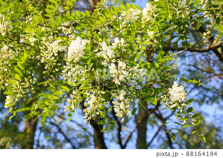 White acacia tree blooming flowers at spring. 88164194