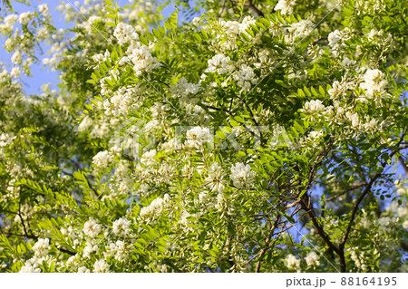 White acacia tree blooming flowers at spring. White acacia tree blooming flowers at spring. 88164195