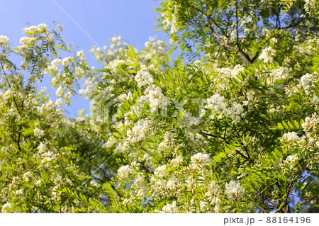 White acacia tree blooming flowers at spring. 88164196