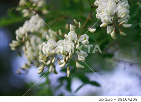 White acacia tree blooming flowers at spring. 88164208