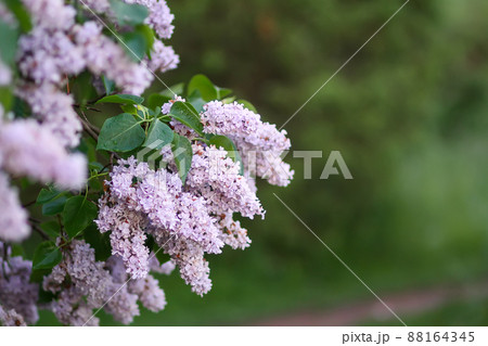 Syringa vulgaris blooming plant. Fragrant purple lilac bush in the spring garden in countryside. 88164345