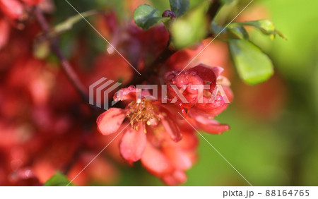 Beautiful flowers of the japanese quince plant in blossom. 88164765