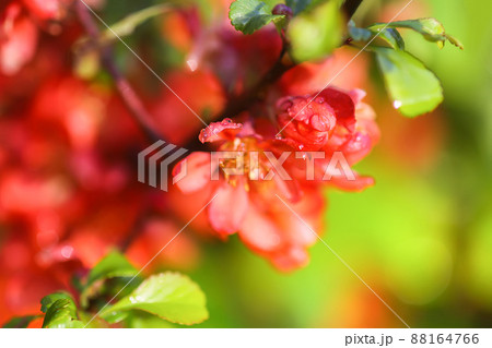 Beautiful flowers of the japanese quince plant in blossom. 88164766