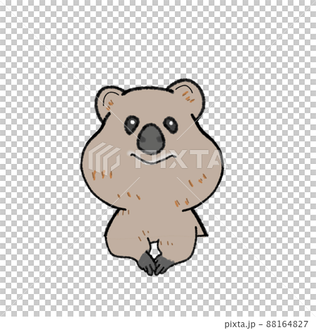 Quokka 小袋鼠的插圖 Quokka 小袋鼠的插圖 88164827