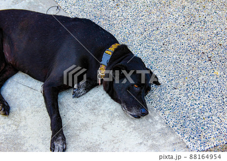 路上で昼寝する犬(台湾・高雄) 路上で昼寝する犬(台湾・高雄) 88164954