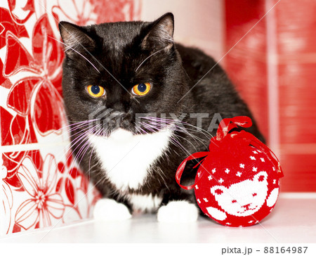Scottish cat portrait with a Christmas toy on a red background Scottish cat portrait with a Christmas toy on a red background 88164987