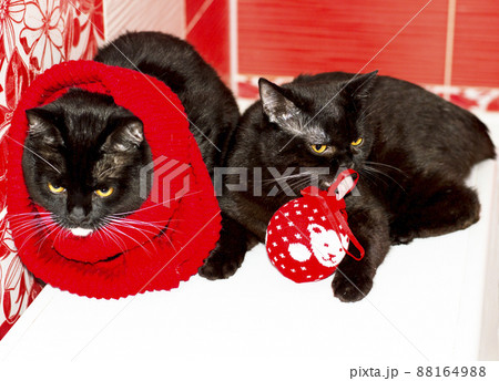 two dark Scottish British cats with a red Christmas toy on a red background, winter is cold two dark Scottish British cats with a red Christmas toy on a red background, winter is cold 88164988