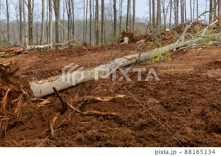 Preparation of land for building and removing roots and stumps from different trees Preparation of land for building and removing roots and stumps from different trees 88165134