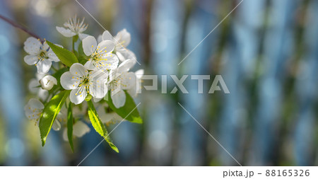 A blooming cherry branch on a blurry blue background with bokeh. Spring flowers. The season of fruit trees flowering. banner. copy space 88165326