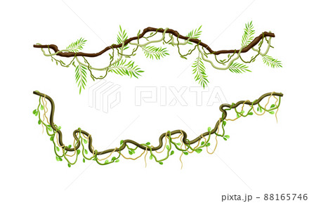 Green climbing branches set. Tropical climbing plants, twigs of tropical vines and trees vector illustration 88165746
