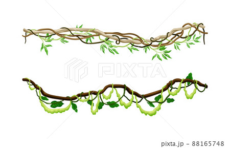 Green climbing ivy creeper branches set. Tropical climbing plants, climbing twigs of tropical vines and trees vector illustration 88165748