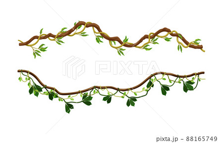 Climbing branches with green leaves set. Tropical climbing plants vector illustration 88165749