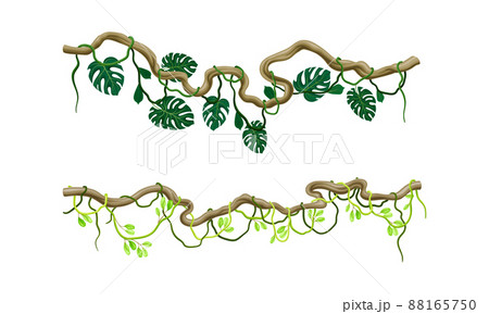 Green climbing ivy creeper branches set. Tropical climbing plants vector illustration 88165750