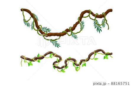 Creeper climbing branches with green leaves set. Tropical hanging plants vector illustration 88165751