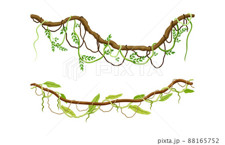 Creeper climbing branches with green leaves set. Tropical vines and trees twigs vector illustration 88165752