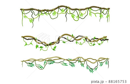 Creeper climbing branches set. Tropical vines and trees twigs with green leaves vector illustration 88165753