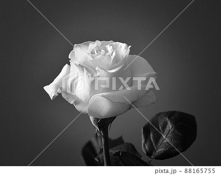 White rose 88165755