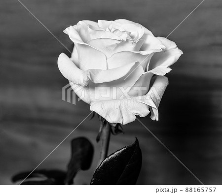 White rose 88165757