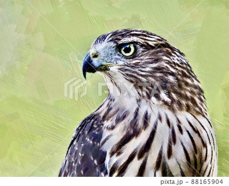鷹・鷲のイラスト風の画像 88165904