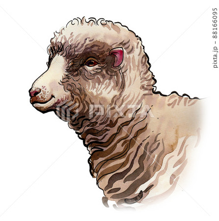 Sheep face drawing Vectors & Illustrations for Free Download | Freepik