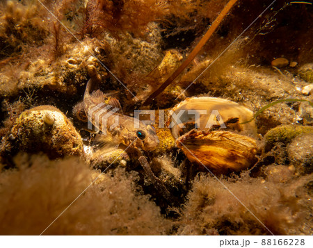 A Goby fish and a blue mussel, Mytilus edulis, in cold Northern European waters A Goby fish and a blue mussel, Mytilus edulis, in cold Northern European waters 88166228