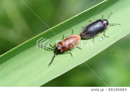 ヒゲナガハナノミ（交尾中） 88166884