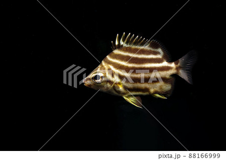 カゴカキダイの幼魚 88166999