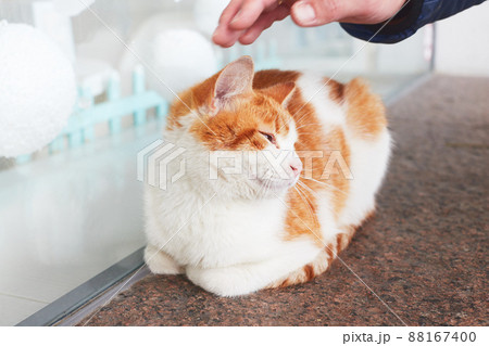 A man pets a stray white and red cat on the street. Front view. A man pets a stray white and red cat on the street. Front view. 88167400