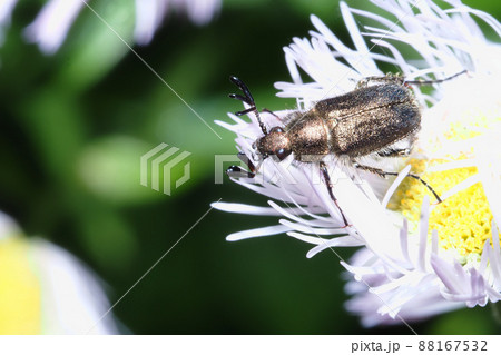 ハルジオンの花に止まるヒゲブトハナムグリ ハルジオンの花に止まるヒゲブトハナムグリ 88167532